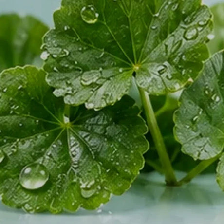 CICA / Centella