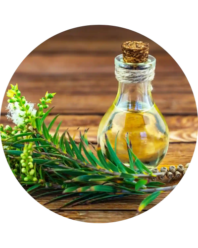 Aceite de árbol de té