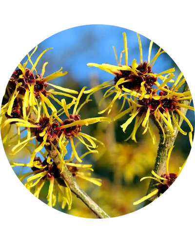 Hamamelis