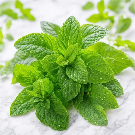 Menta