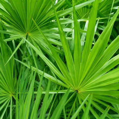 Saw palmetto